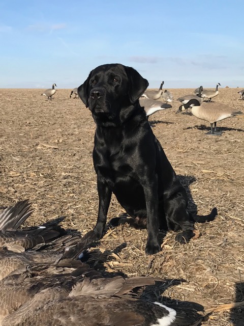 Cavanaugh Midnight Hunter | Black Labrador Retriver