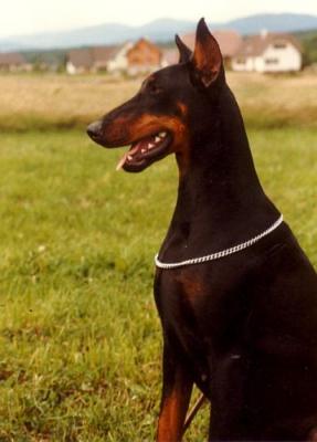 Bonnie v. Heckendorf | Black Doberman Pinscher