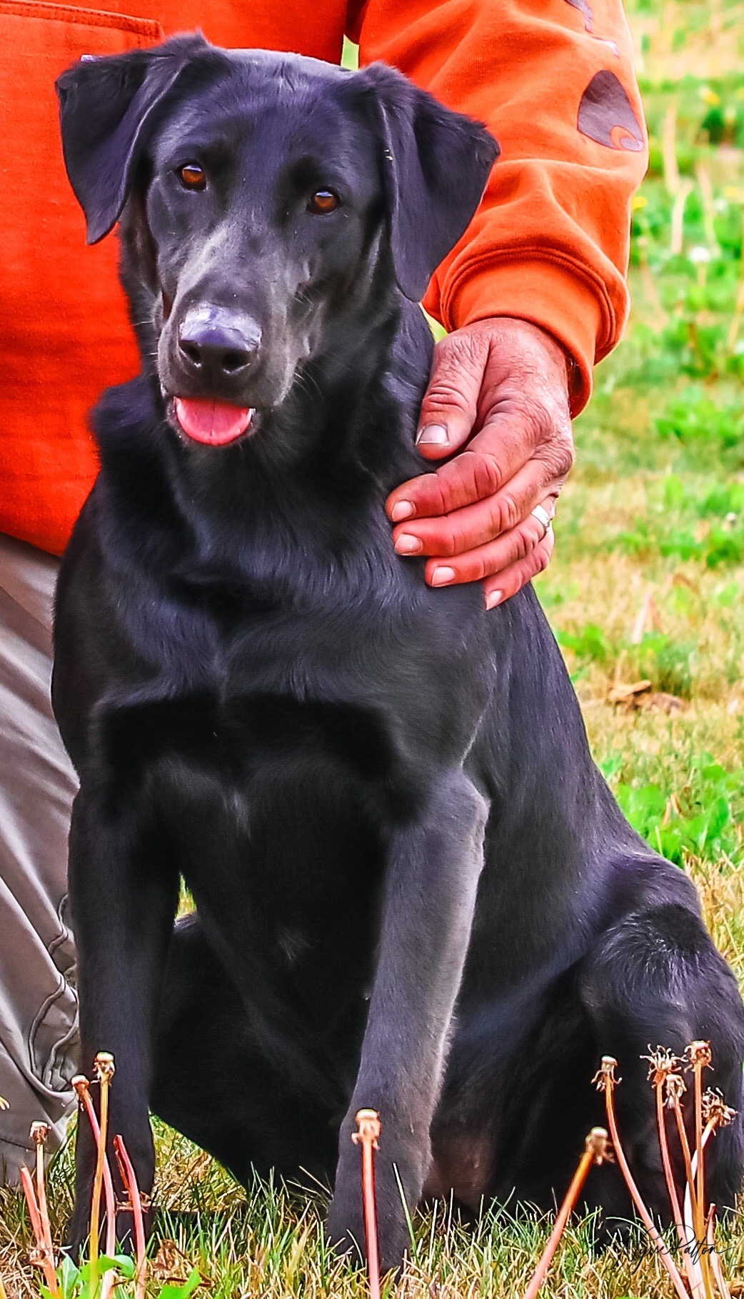 All In Allie QAA | Black Labrador Retriver