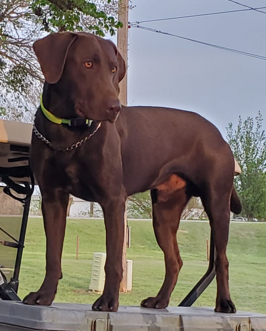 WyngMaster Roux's Retrievin' Ace | Chocolate Labrador Retriver