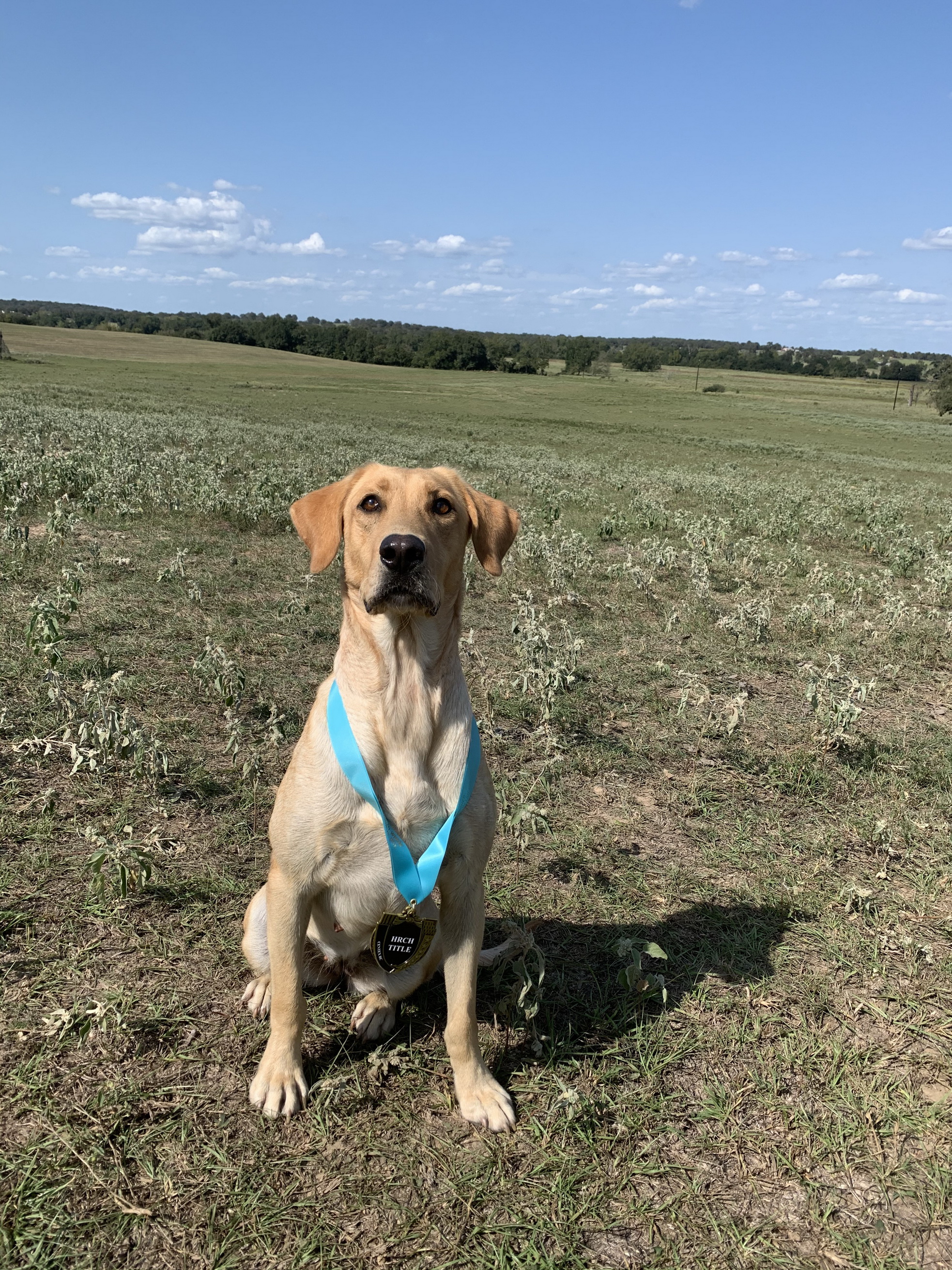 HRCH Coolwater's Little Sure Shot | Yellow Labrador Retriver