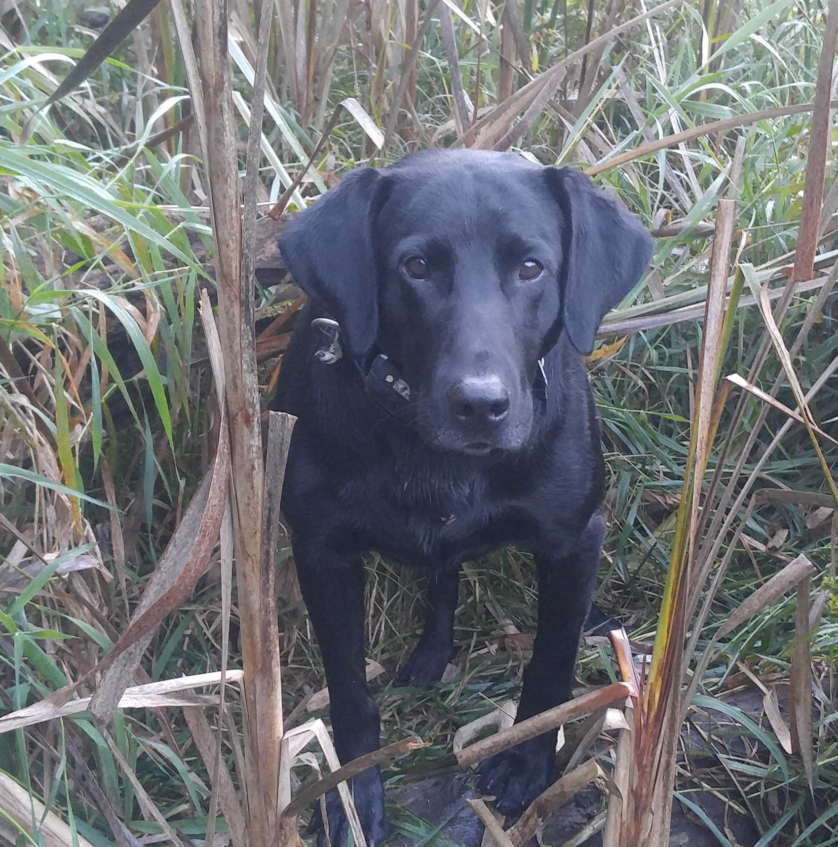 HRCH UH Gladiators Time To Get A Gun | Black Labrador Retriver