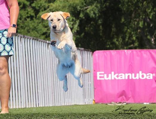 First Lady Of Camelot At Shady Grove MH | Yellow Labrador Retriver