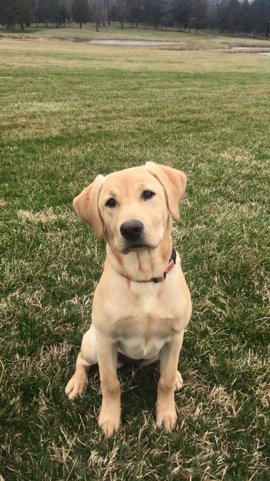 First Lady Of Camelot At Shady Grove MH | Yellow Labrador Retriver