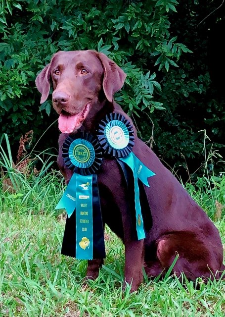 Contender's Bad Company MH | Chocolate Labrador Retriver