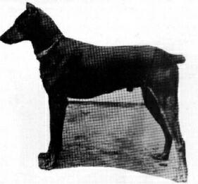 Leporello v.d. Nidda | Black Doberman Pinscher