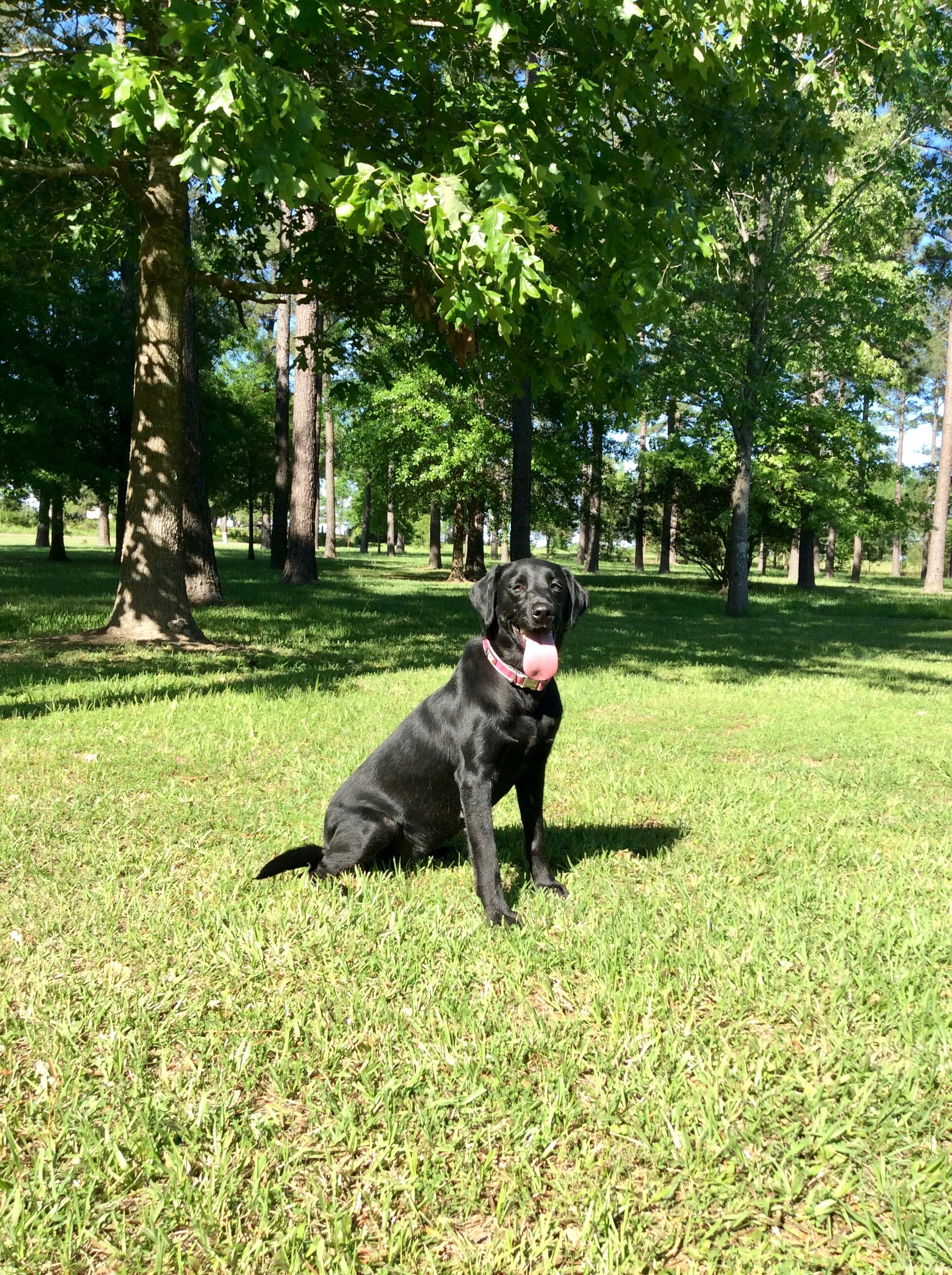 Pine Prairie's Simone | Black Labrador Retriver