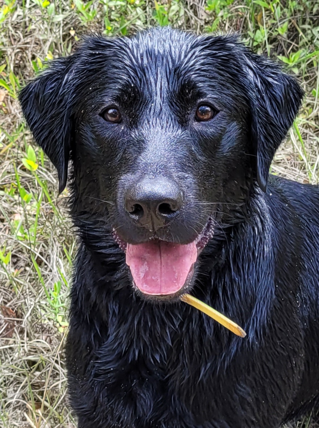 Folklore's Comic Relief | Black Labrador Retriver