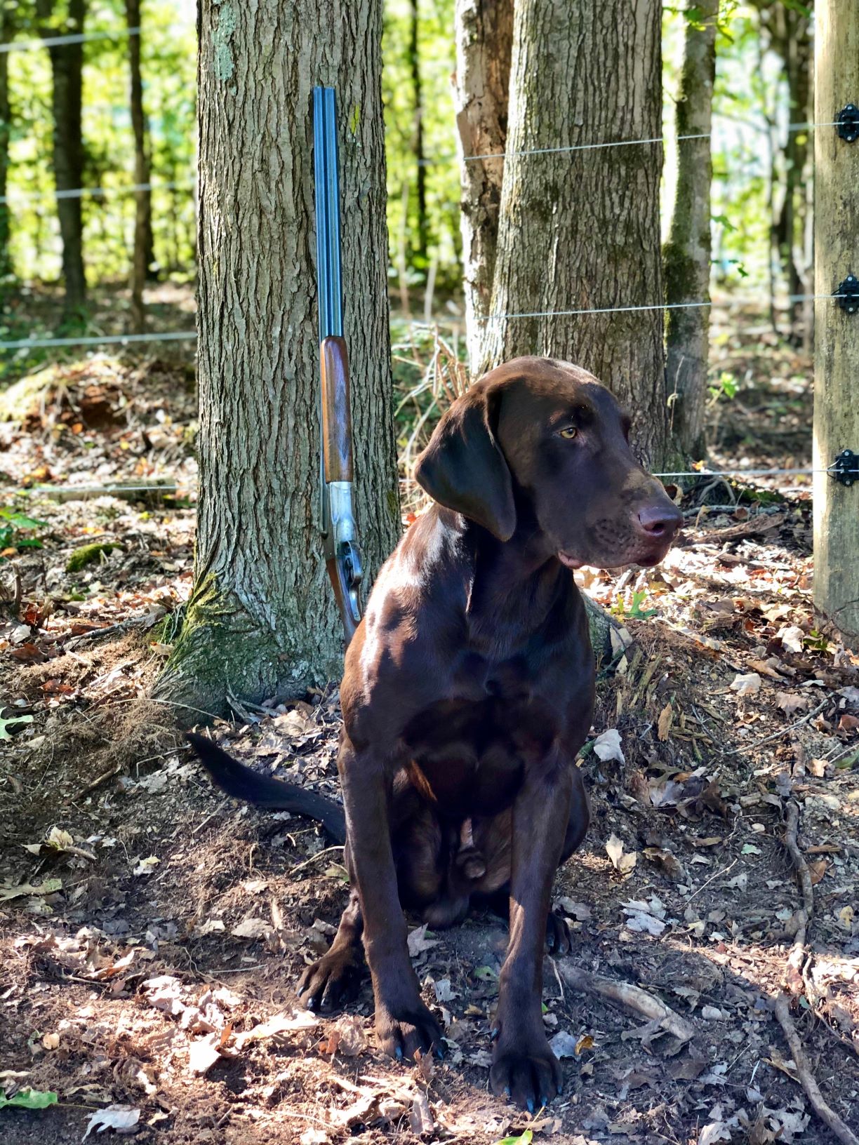 The Highpoint Ford | Chocolate Labrador Retriver