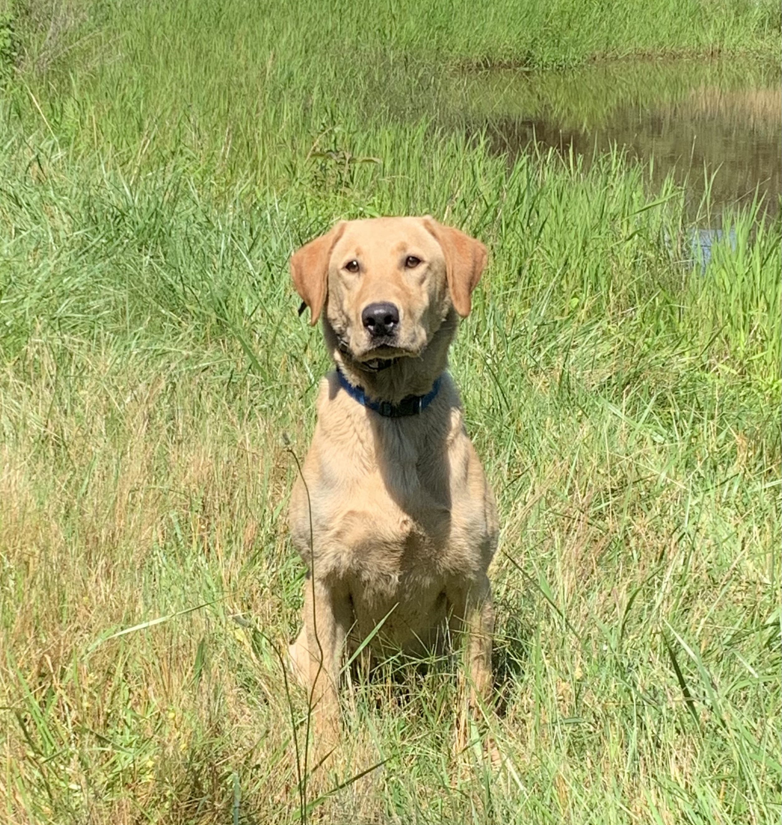 Mt. Joy’s King Tuck | Yellow Labrador Retriver