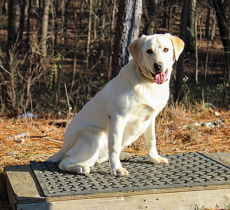 Pride of Dixie You're The One That I Want Sandy | Yellow Labrador Retriver