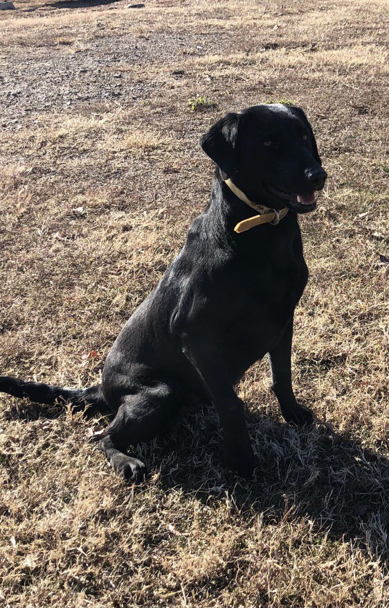 Clear Creeks Bella | Black Labrador Retriver