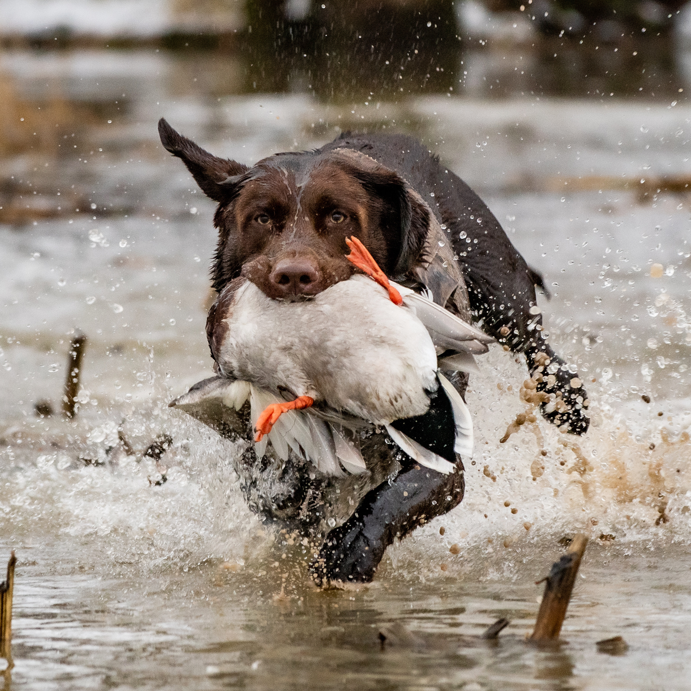 HR Sheetwater’s Oak Chasing Pintails | Chocolate Labrador Retriver