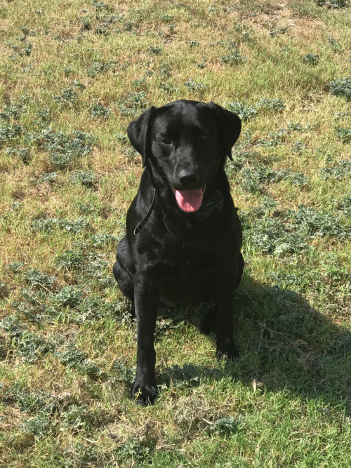 Lohmr.drakedamloslilboogie Pepper Cg Saldivar | Black Labrador Retriver