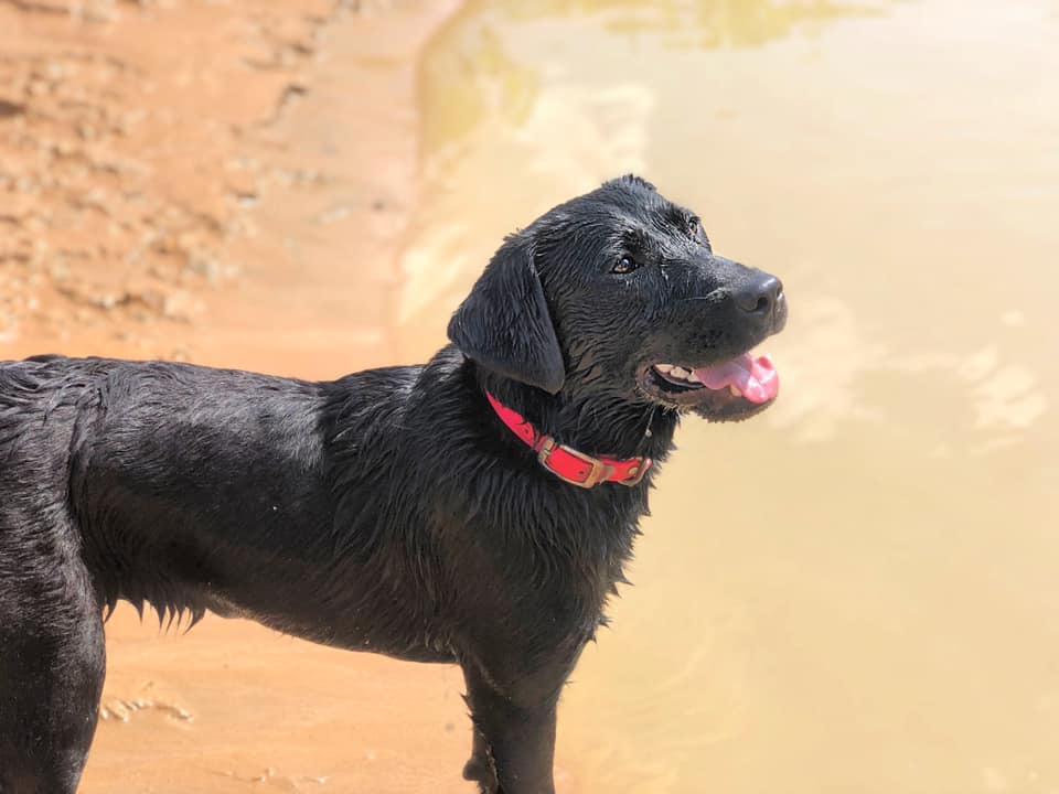 Legend's Jetting Through The Storms | Black Labrador Retriver