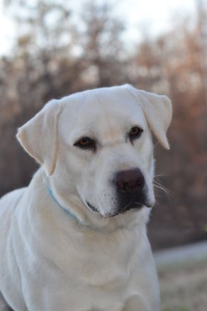 Lester's White Camo | Yellow Labrador Retriver