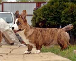 Cardigan Park Dolce Vita | Cardigan Welsh Corgi 