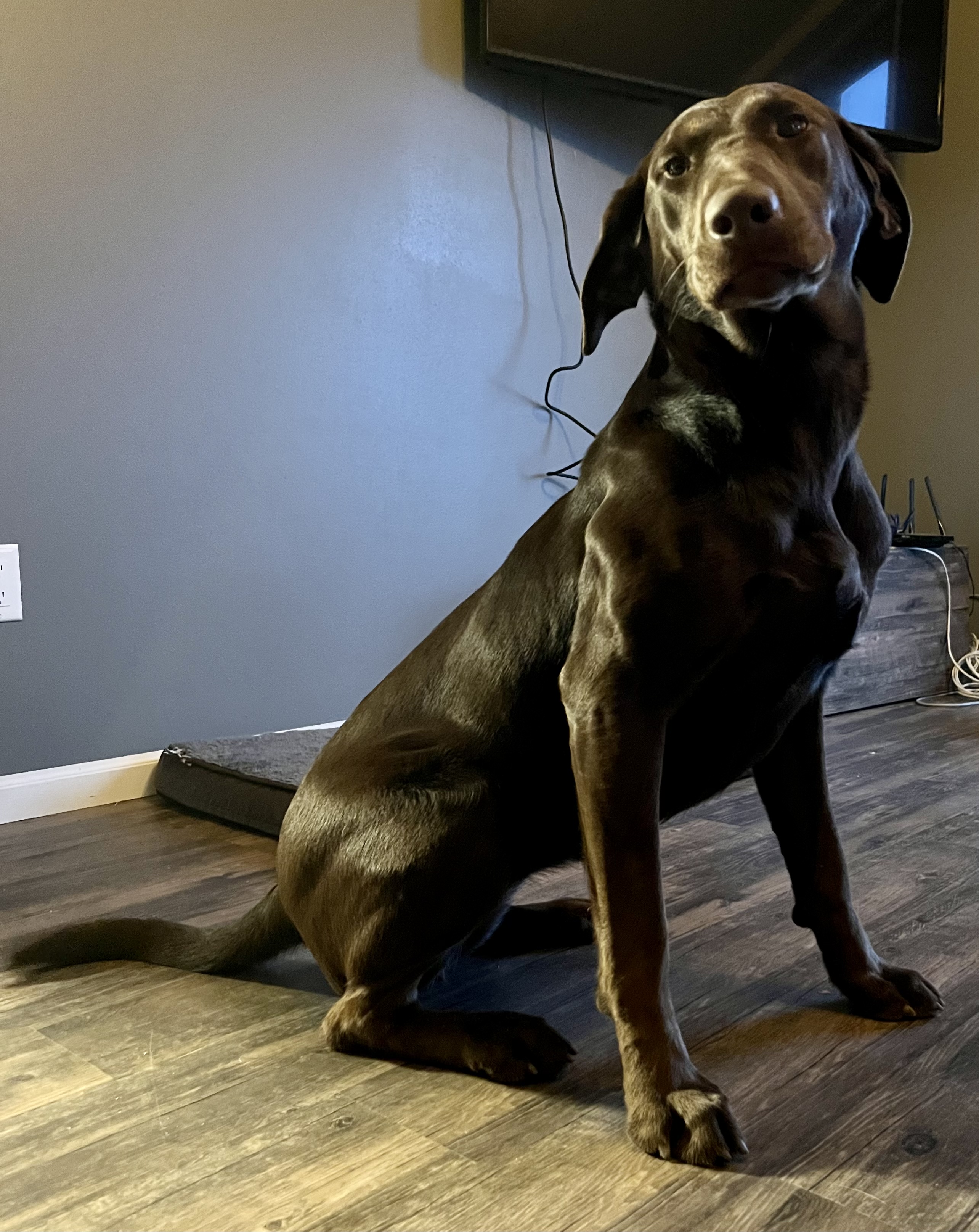 Huntmaster’s Delta River | Chocolate Labrador Retriver