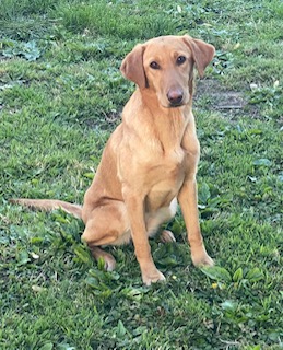 Storytellers Givin Ya Sumthin To Chew On | Yellow Labrador Retriver