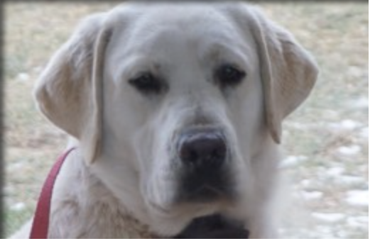 Leadhill's Labrador's Daisy Mae | Yellow Labrador Retriver