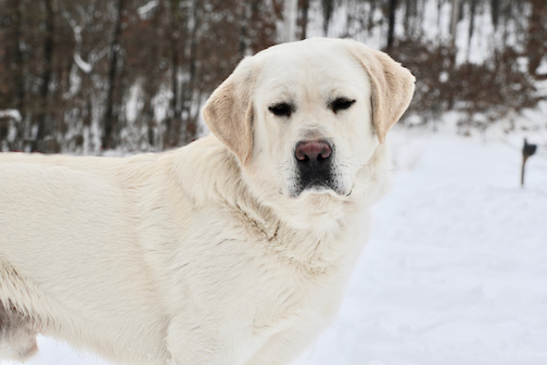 Arkansas Labs Arctic Tundra | Yellow Labrador Retriver