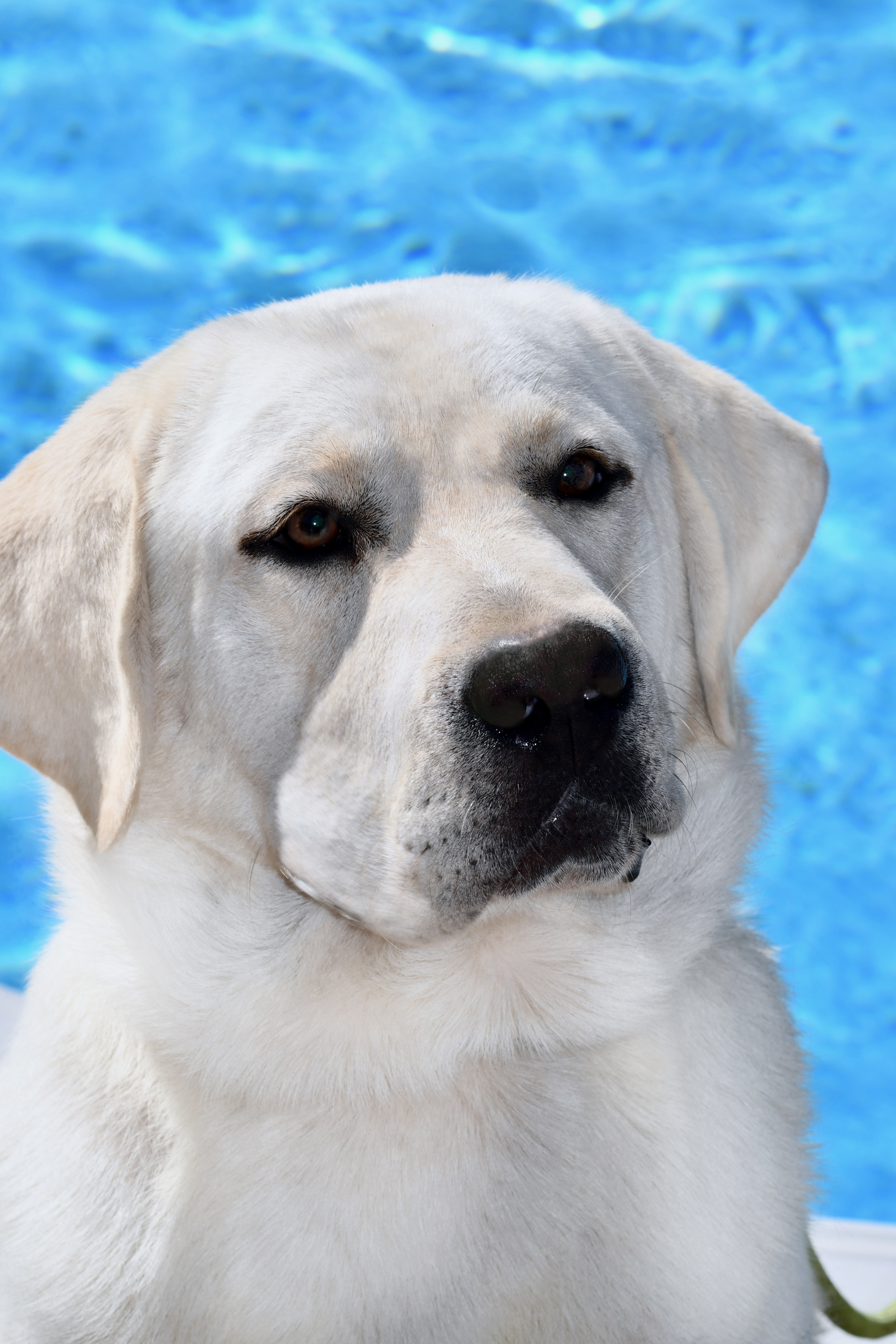 Arkansas Labs Arctic Tundra | Yellow Labrador Retriver