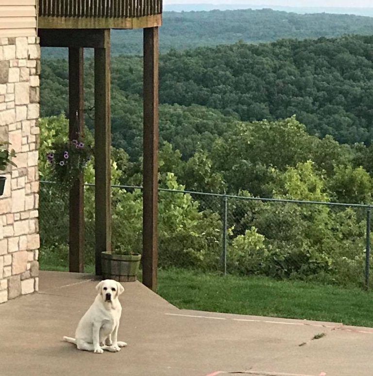 Leadhill Labrador's Langdon Jones | Yellow Labrador Retriver