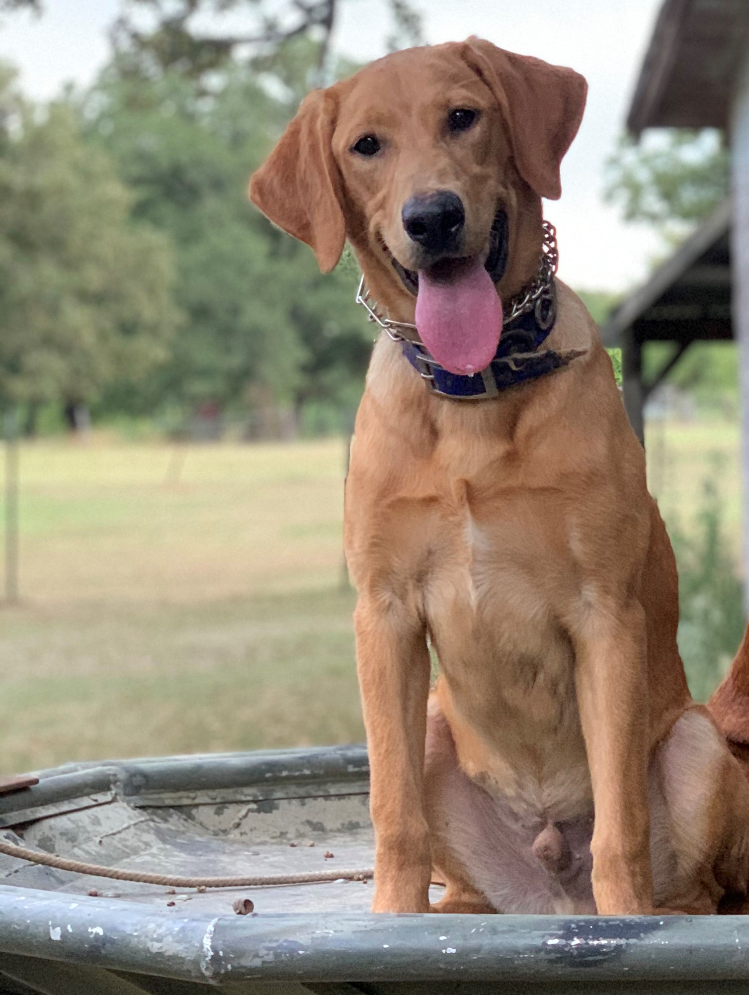 First Flight's I'm Your Huckleberry | Yellow Labrador Retriver