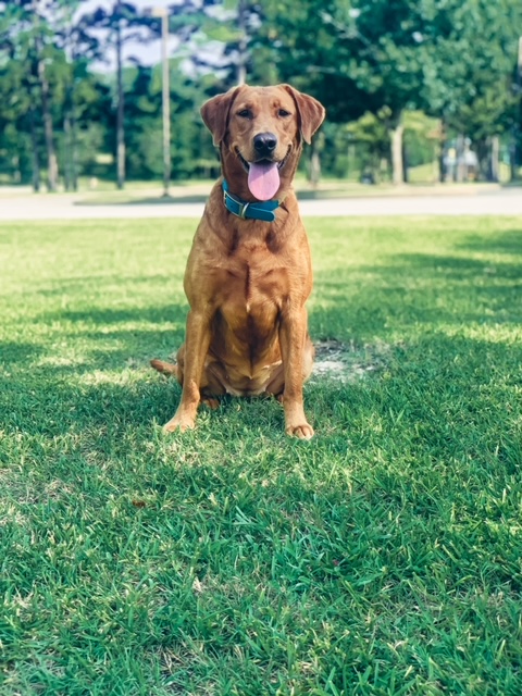 SHR First Flight's Southern Annie | Yellow Labrador Retriver