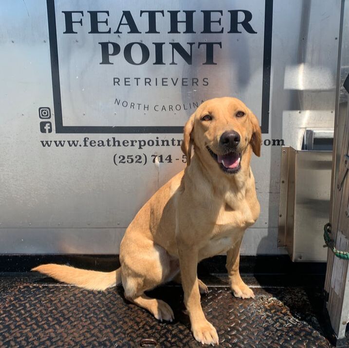 Feather Point's Haddie | Yellow Labrador Retriver