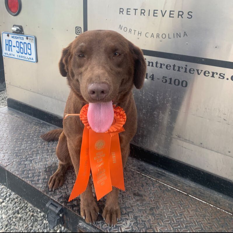 Feather Point's Choco Taco | Chocolate Labrador Retriver