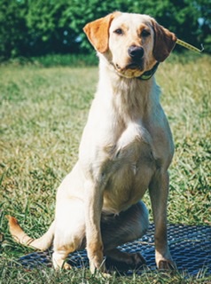 HRCH Rockstar’s Heart’n Soul “Savannah” | Yellow Labrador Retriver