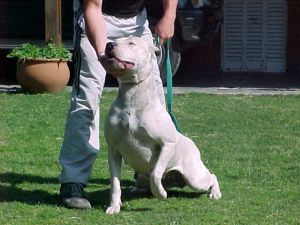 Blanca de la Catorce | Argentine Dogo 