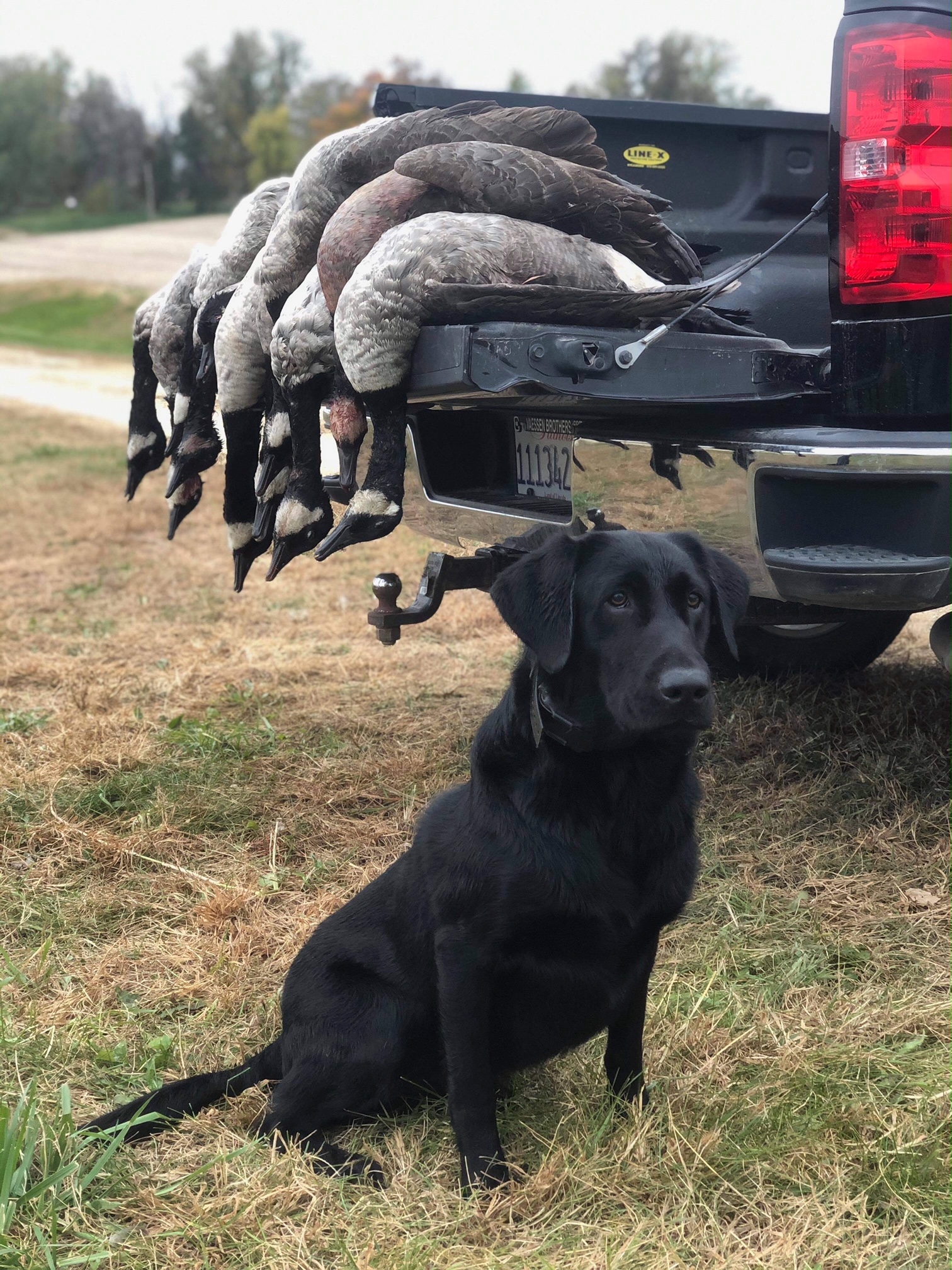 Blackhawk's Last Minute Acquisition MH | Black Labrador Retriver