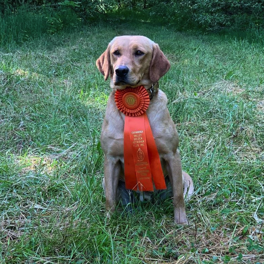 Feather Point's Had Dock SH | Yellow Labrador Retriver