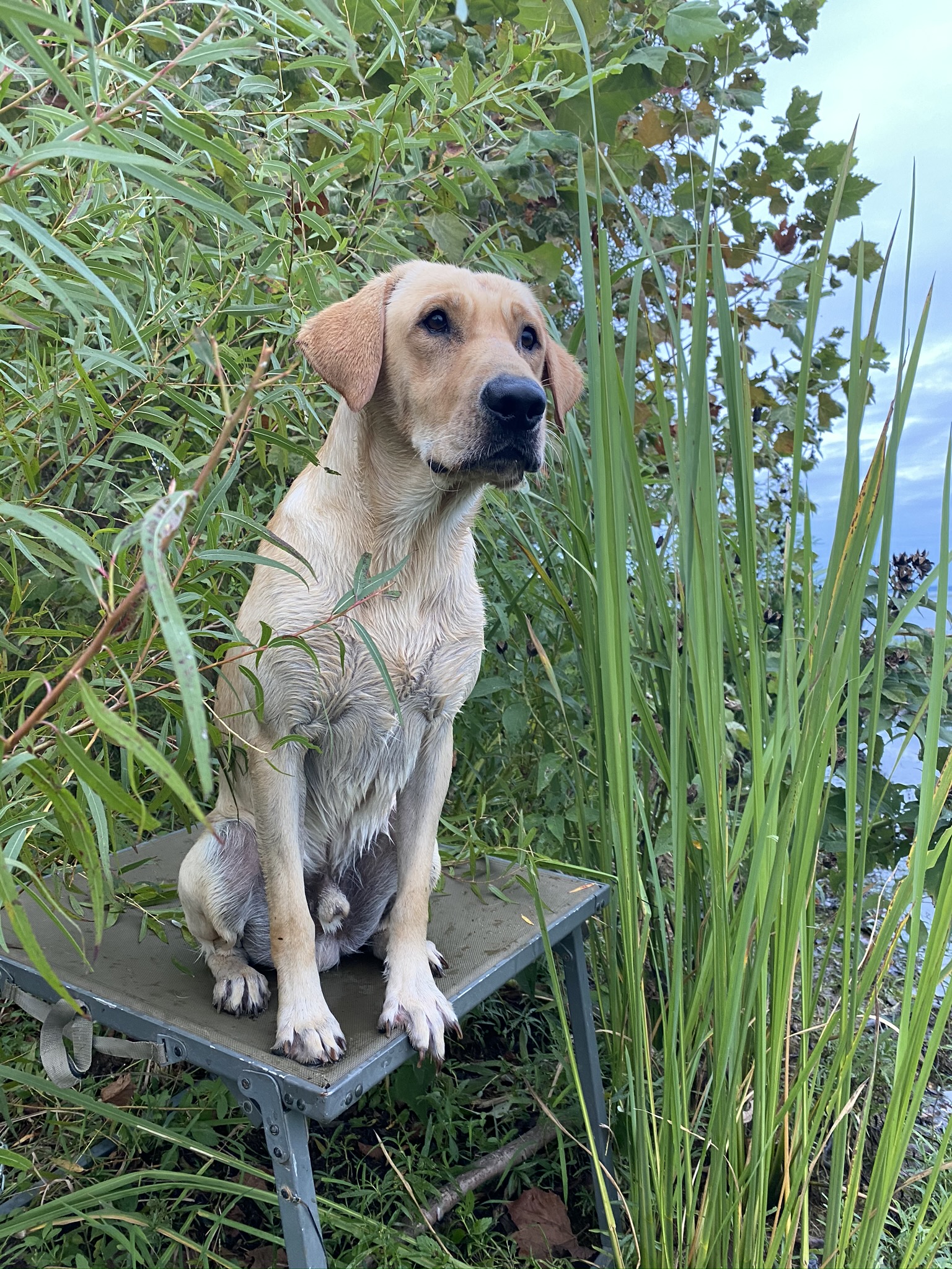 BSR Go For Launch | Yellow Labrador Retriver