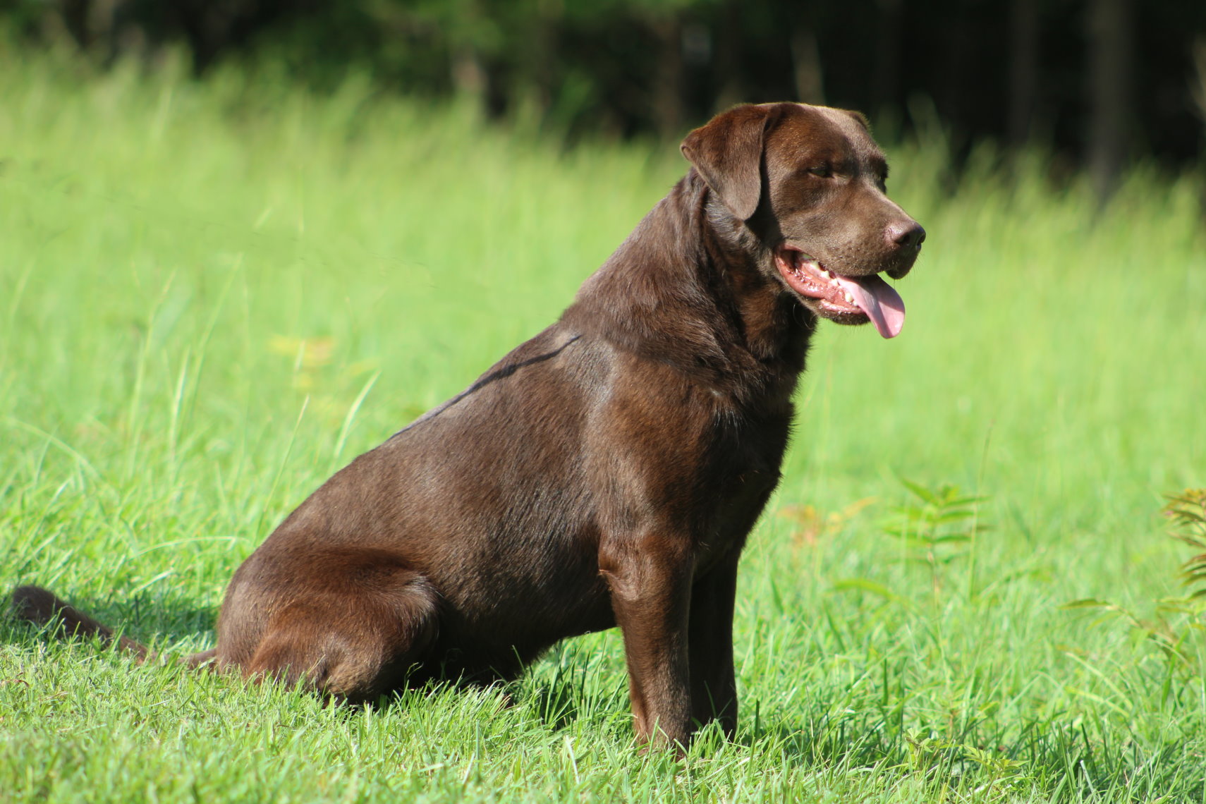 Chaney's Friday Night Light's | Chocolate Labrador Retriver