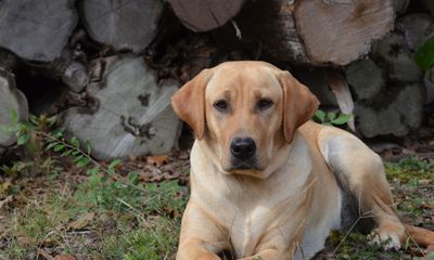 Arkansas Labs Whiskey Lullably | Yellow Labrador Retriver