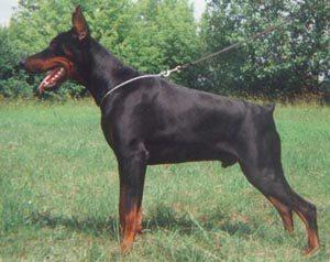 Iron v. Franckenhorst | Black Doberman Pinscher