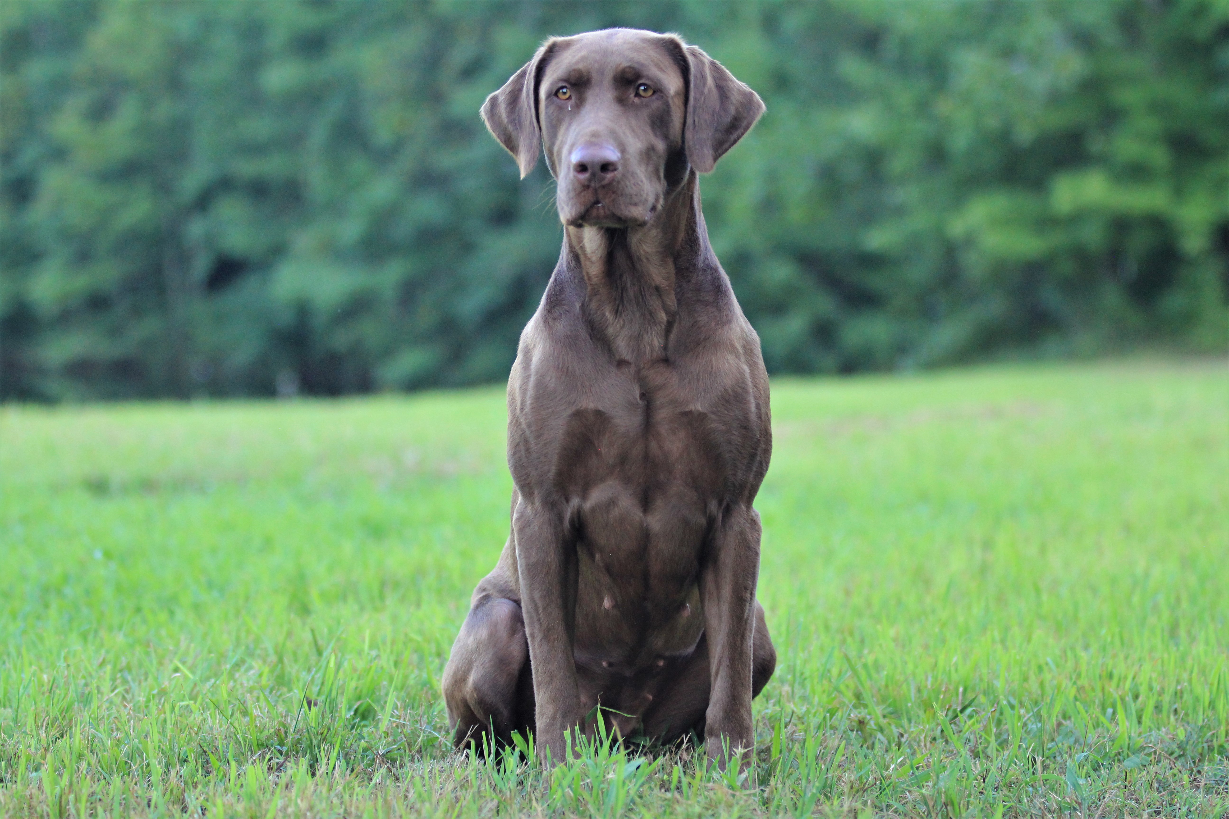 Parker's Sweet Sothern Magnolia JH | Chocolate Labrador Retriver