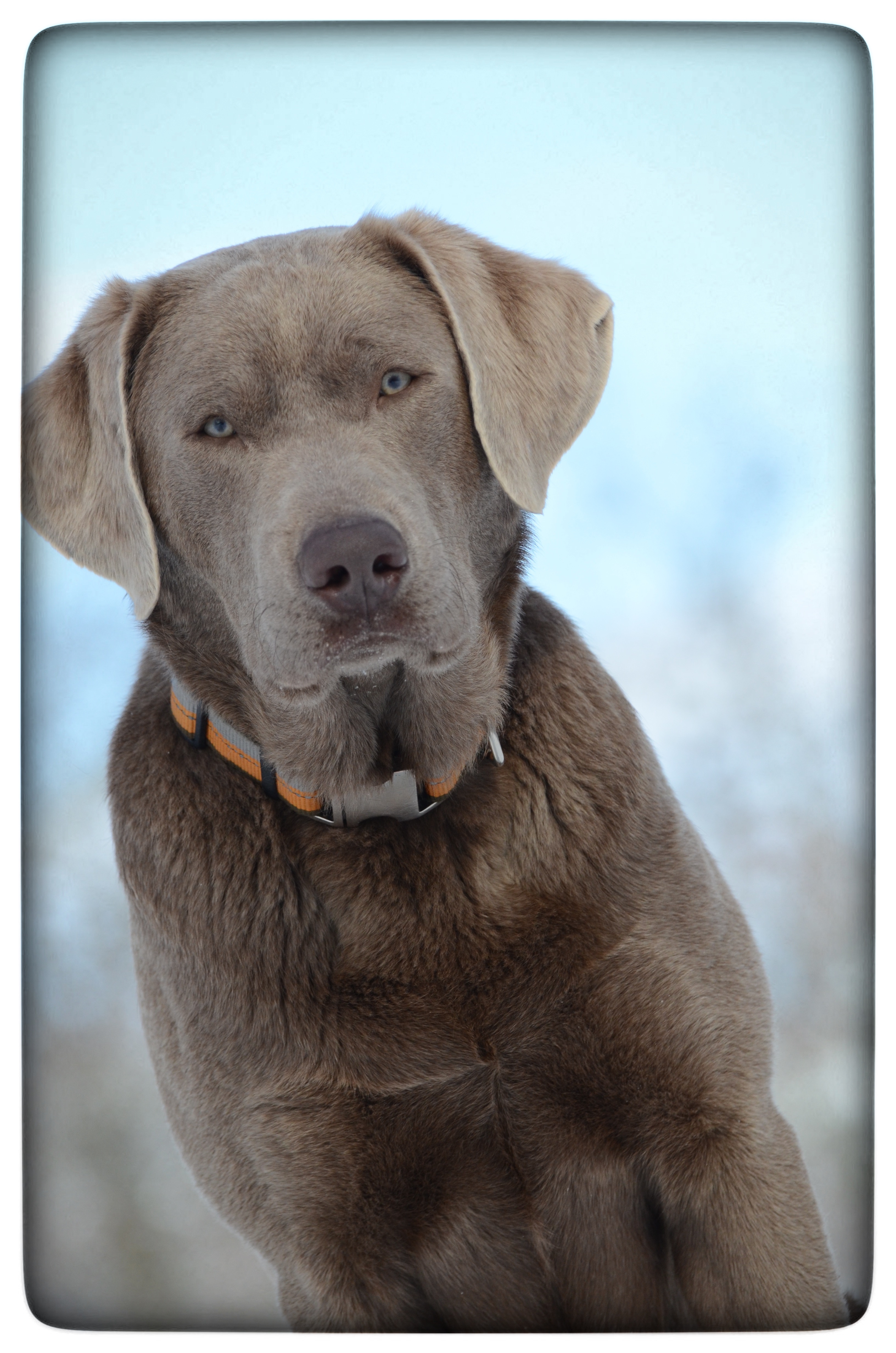 Arkansas Labs Koda Bear | Chocolate Labrador Retriver