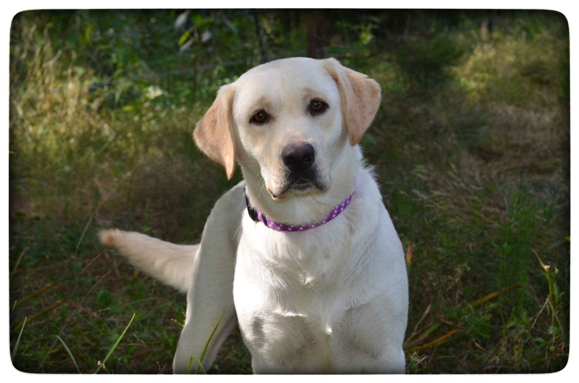 D&m Kimber | Yellow Labrador Retriver