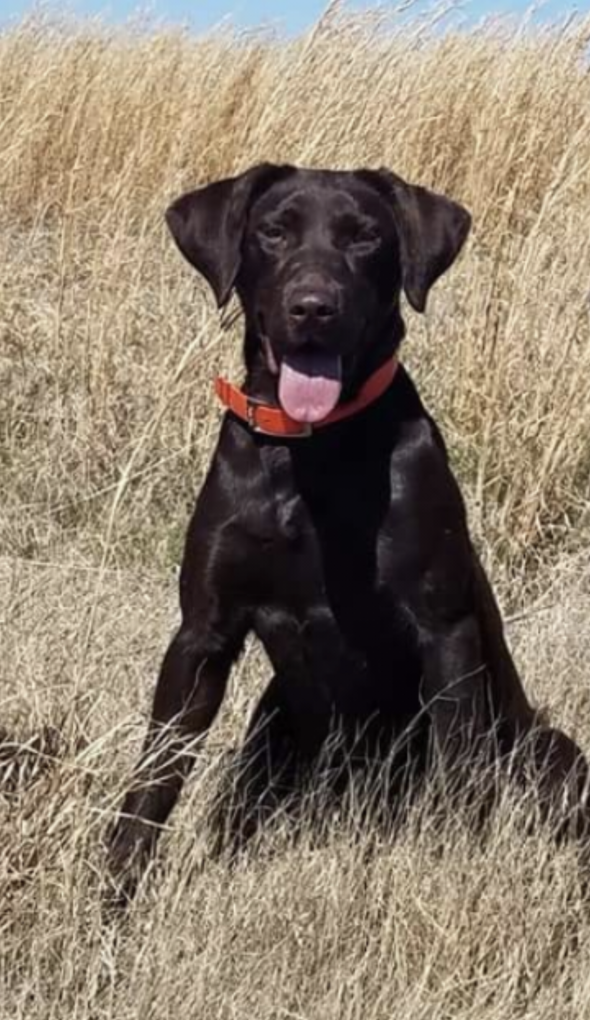 Bsd's Mother Of Dragons JH | Chocolate Labrador Retriver