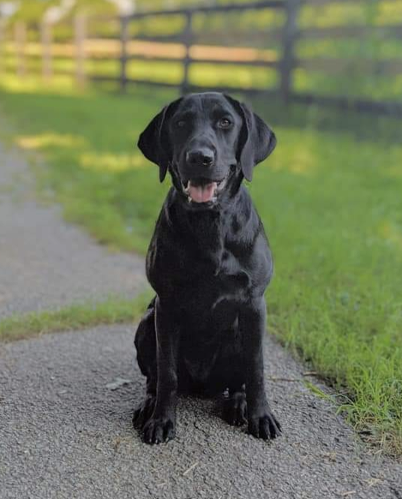 Bsd's Quasar Star Child | Black Labrador Retriver