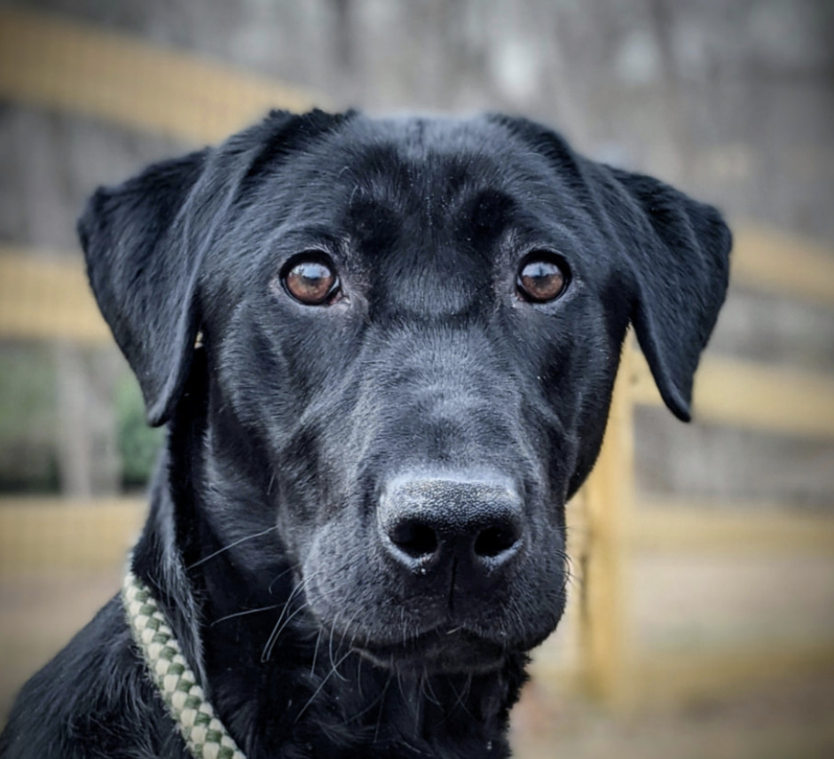 Three Cedars Cast A Dark Spell By Kaiserk9 | Black Labrador Retriver