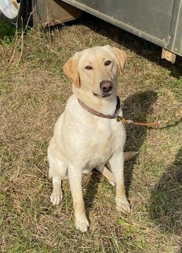 Pheasant Flusher's Fired My Trainer QA2 | Yellow Labrador Retriver