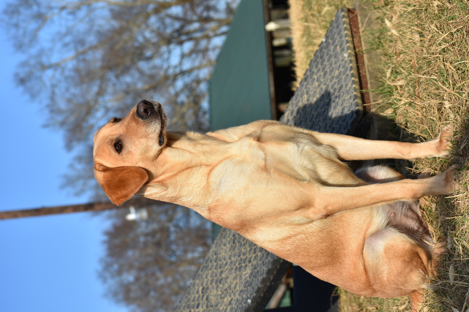 Moccasin Creek's Try To Stop Me | Yellow Labrador Retriver