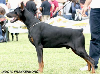 Indo v. Franckenhorst | Black Doberman Pinscher