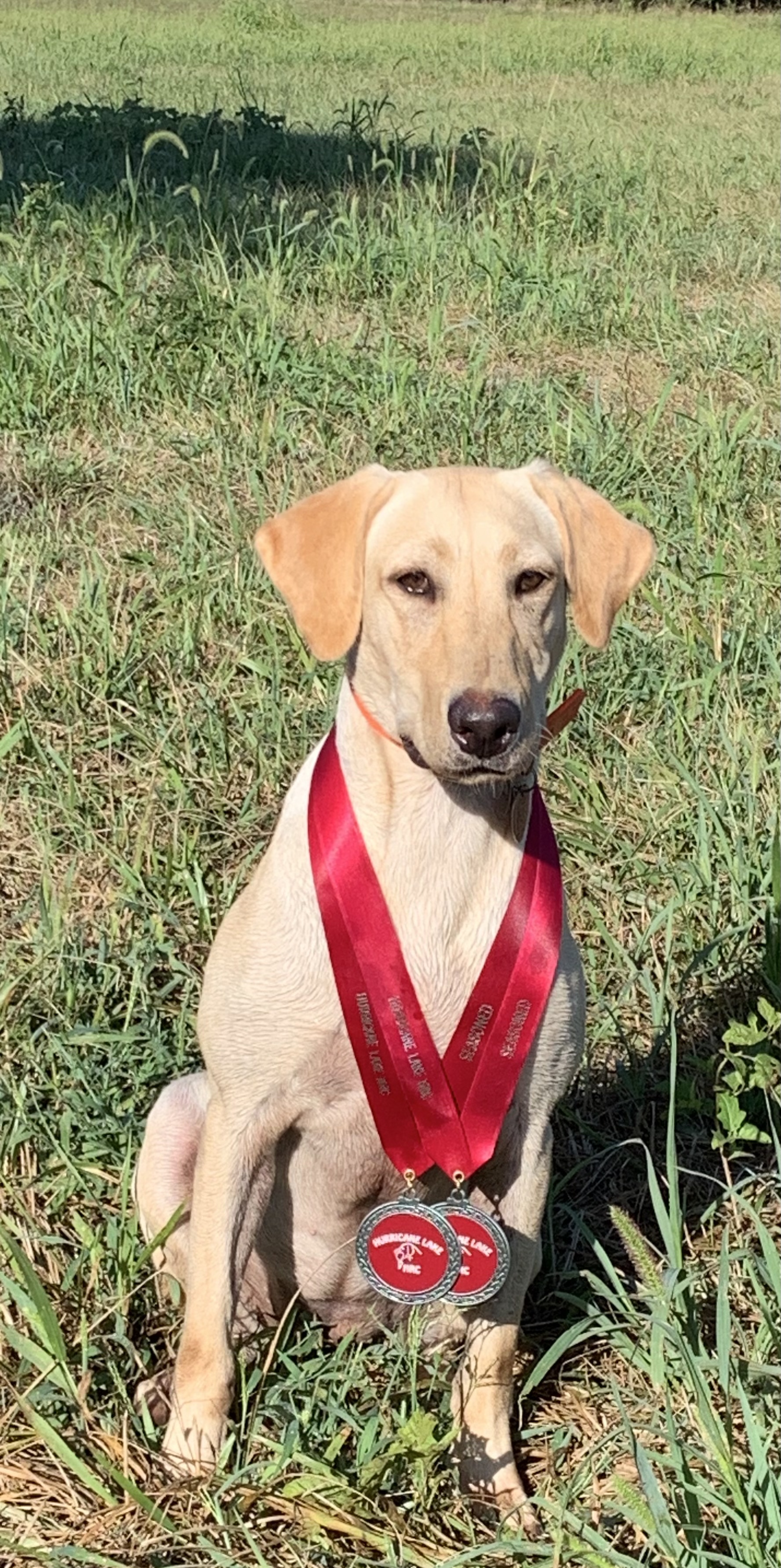 HR Breeze Hill’s D.O.G. | Yellow Labrador Retriver