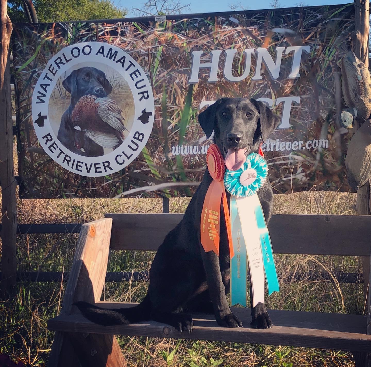 ONeal's Black Dahlia In Bloom JH | Black Labrador Retriver